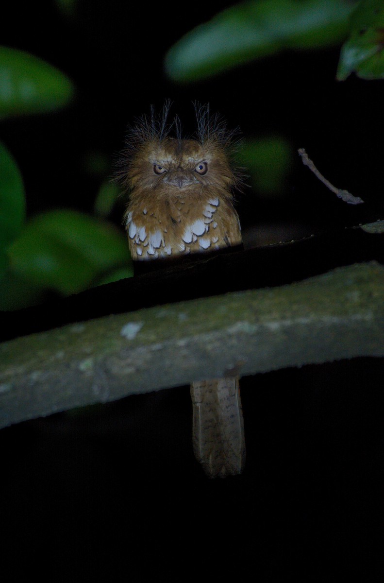 Hodgson's Frogmouth - ML646621562