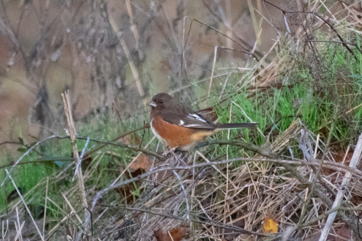 Eastern Towhee - ML646621566