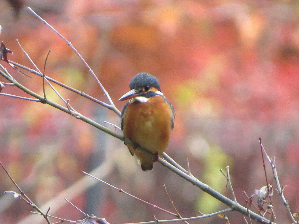 Martin pescatore - ML646621567