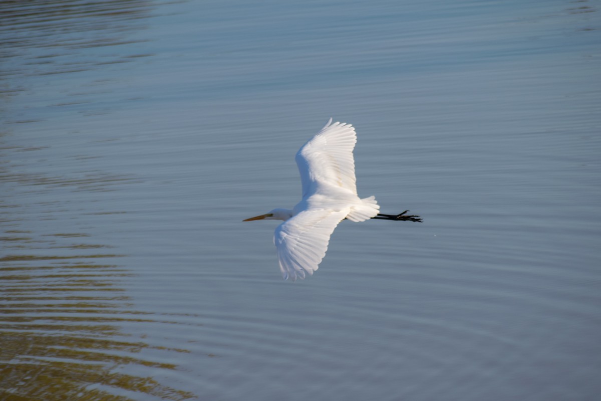 Great Egret - ML646621570