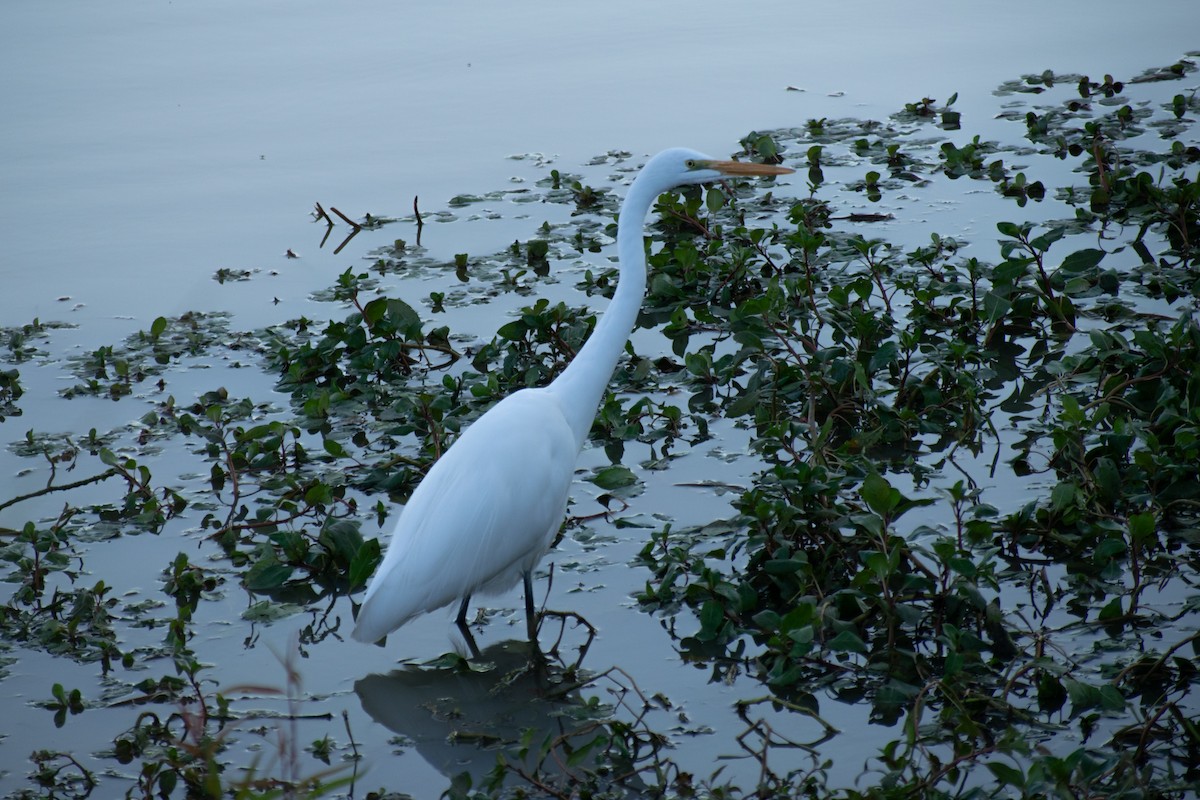 Great Egret - ML646621571