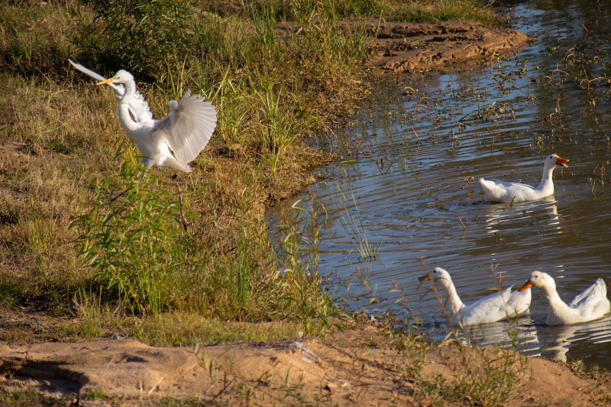 Great Egret - ML646621572