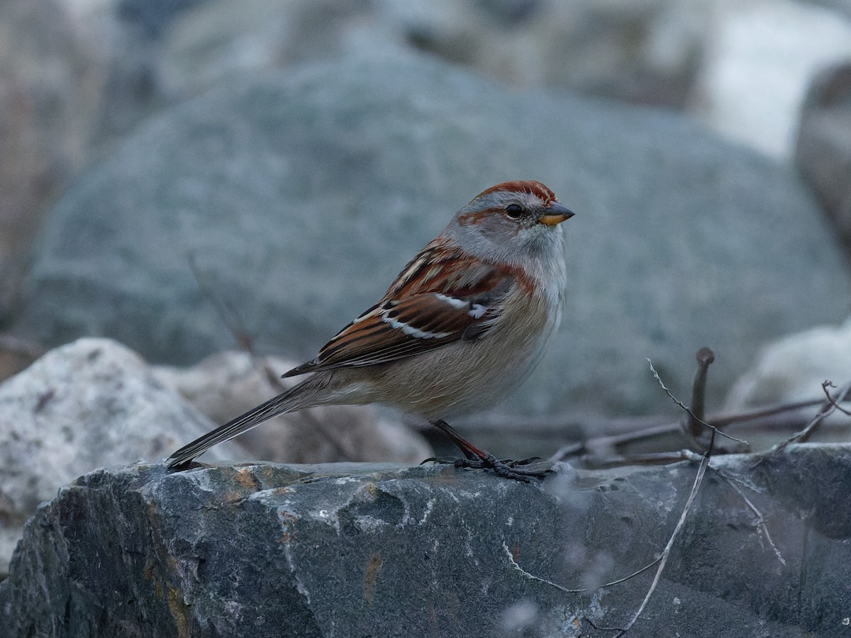 Hudson Körfezi Serçesi - ML646621574