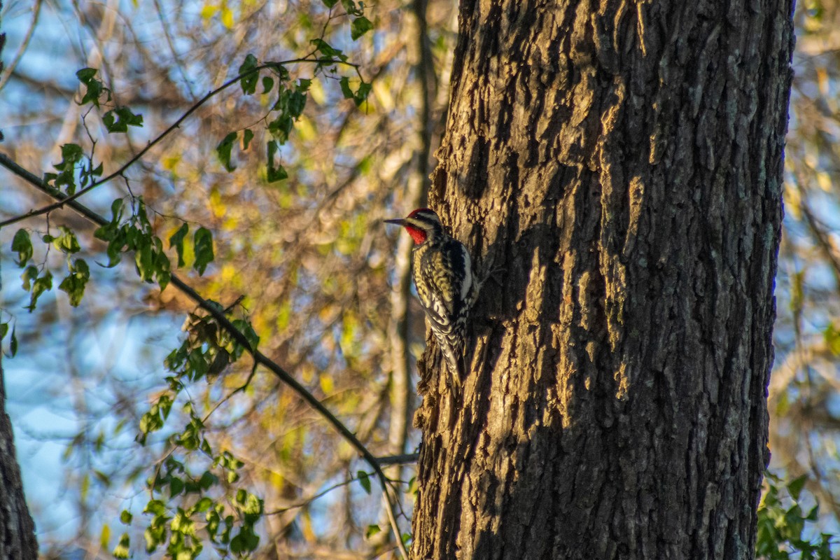 Yellow-bellied Sapsucker - ML646621575