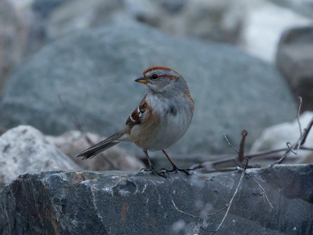 Hudson Körfezi Serçesi - ML646621576