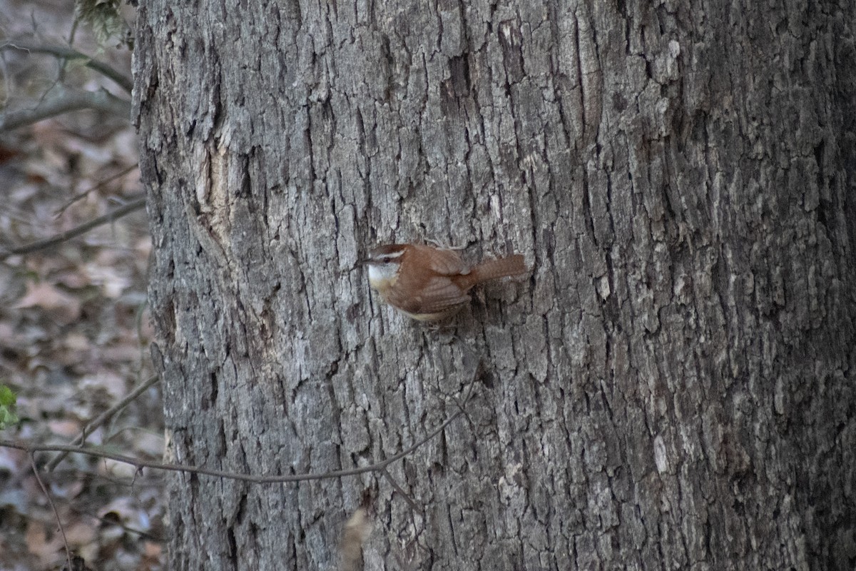 Carolina Wren - ML646621577