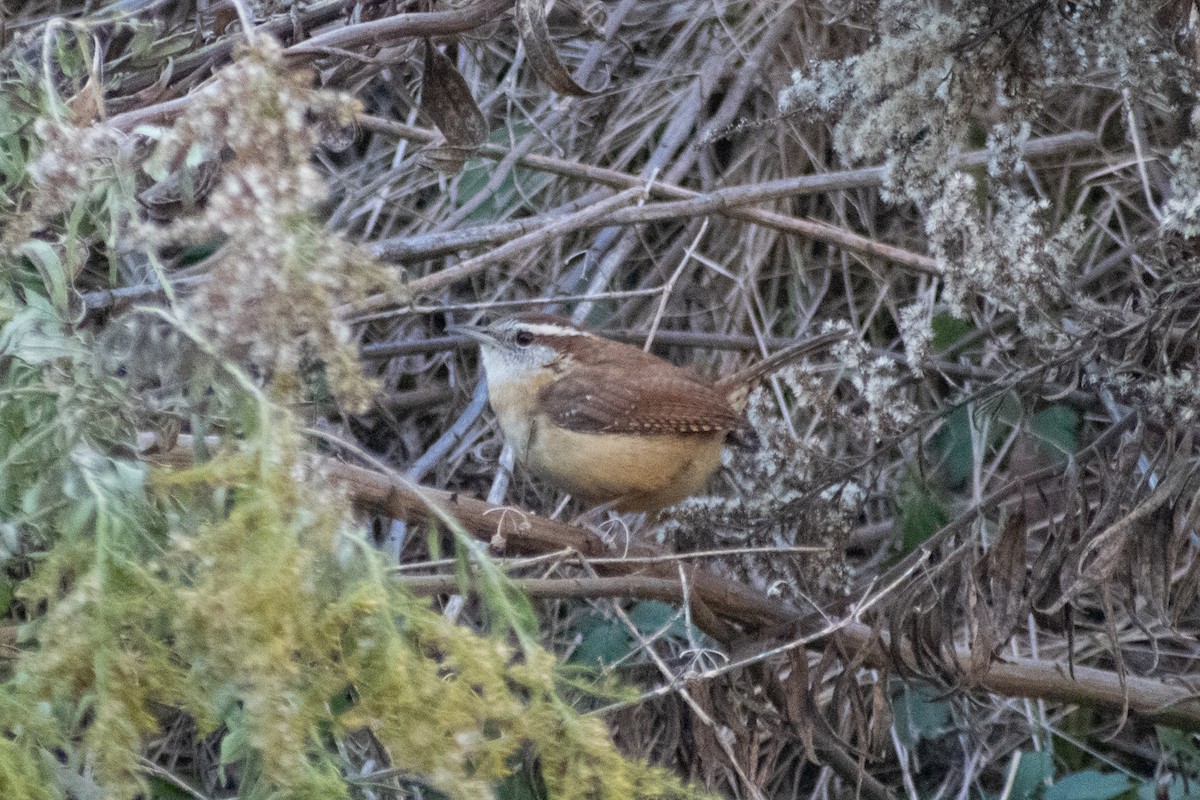 Carolina Wren - ML646621578