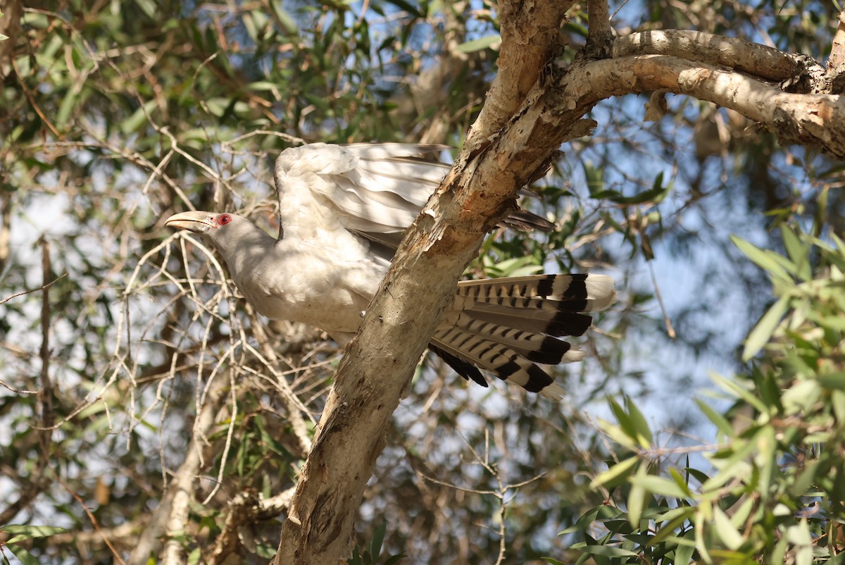 Cuco Tucán - ML646621579
