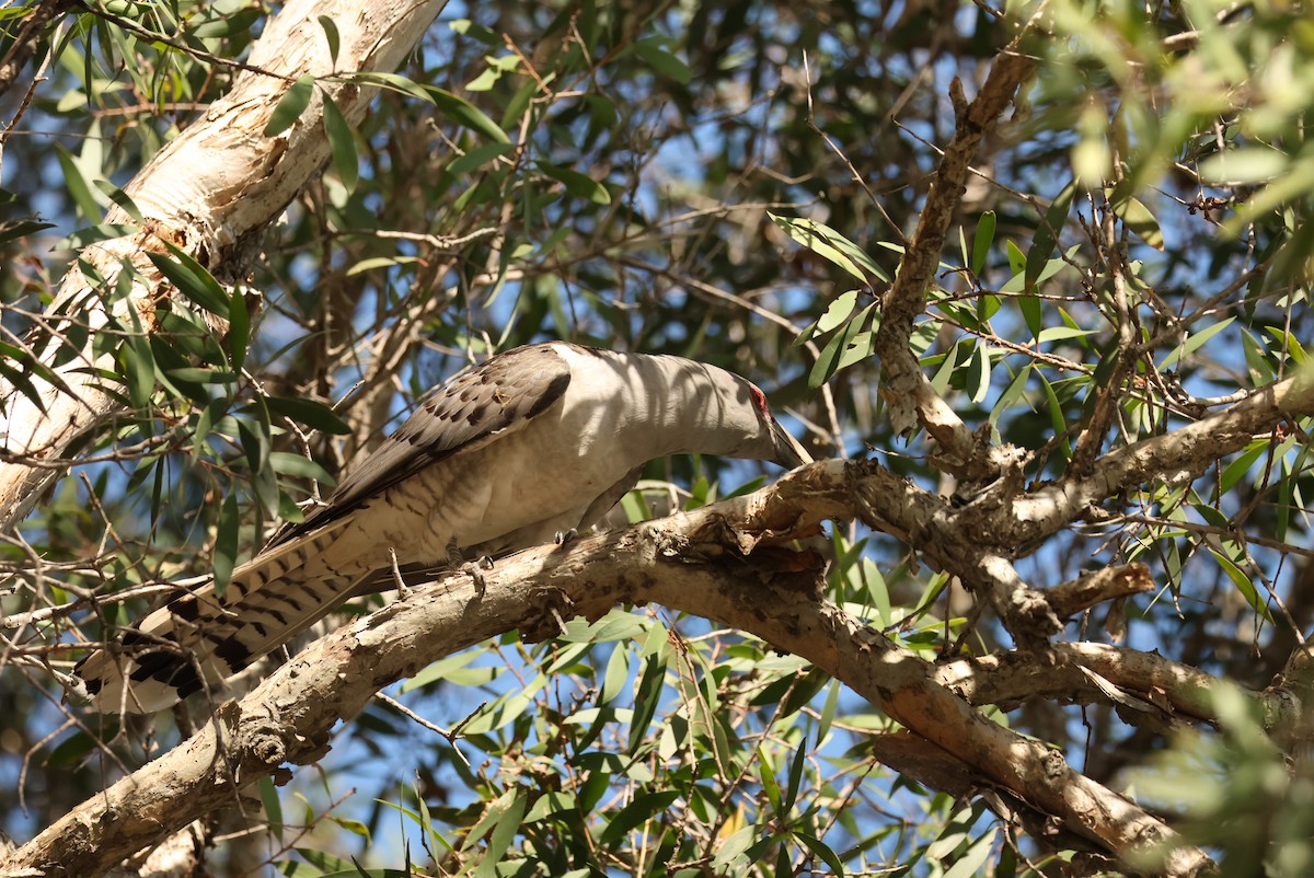 Cuco Tucán - ML646621580