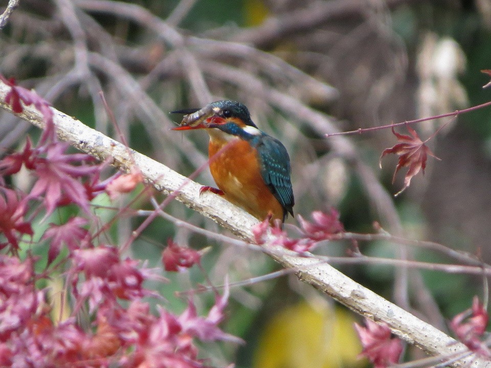 翠鳥 - ML646621581