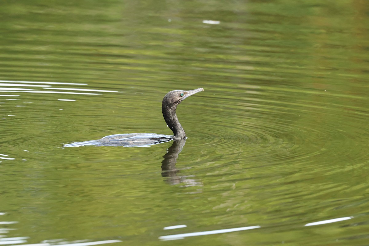 Cormorán Totinegro - ML646621582
