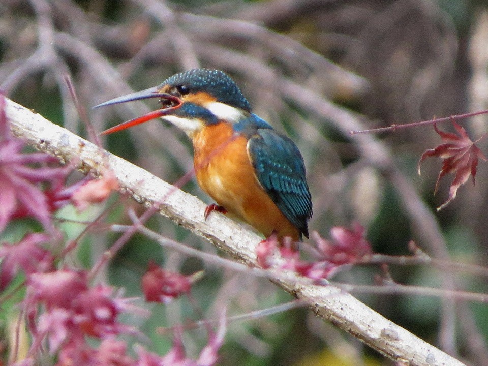 翠鳥 - ML646621583