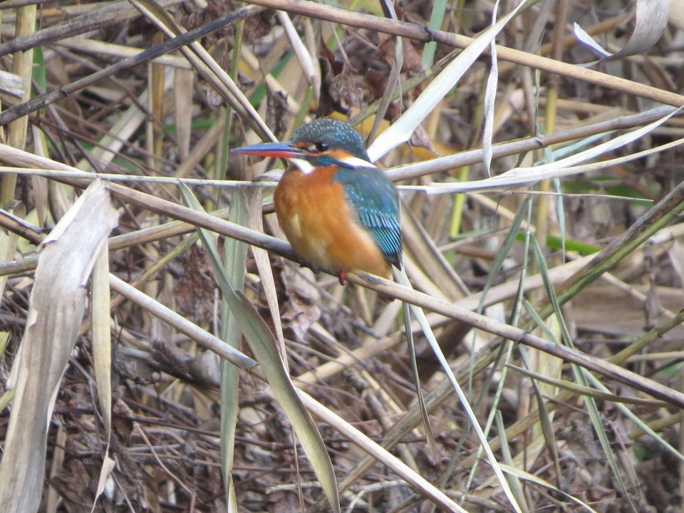 翠鳥 - ML646621597