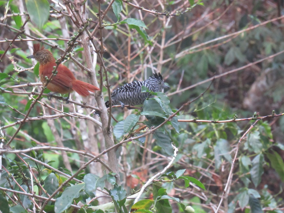 Barred Antshrike - ML646621598