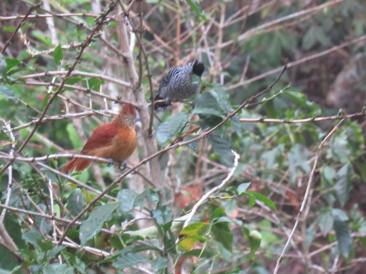 Barred Antshrike - ML646621599