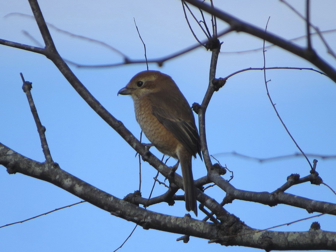 紅頭伯勞 - ML646621602