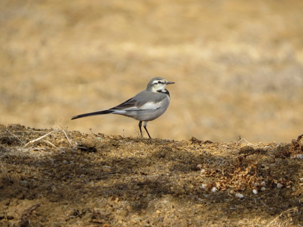 白鶺鴒 - ML646621603