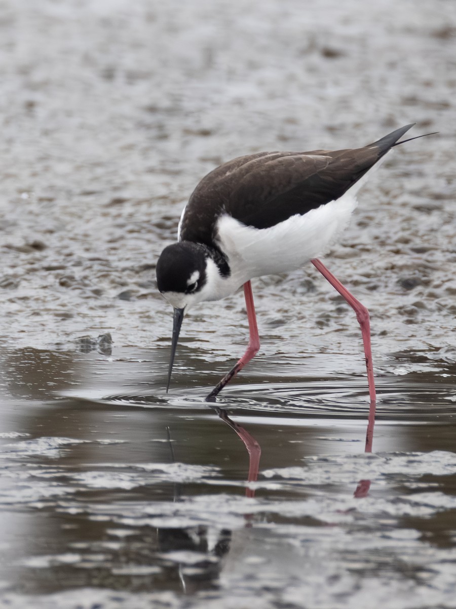 Black-necked Stilt - ML646621604