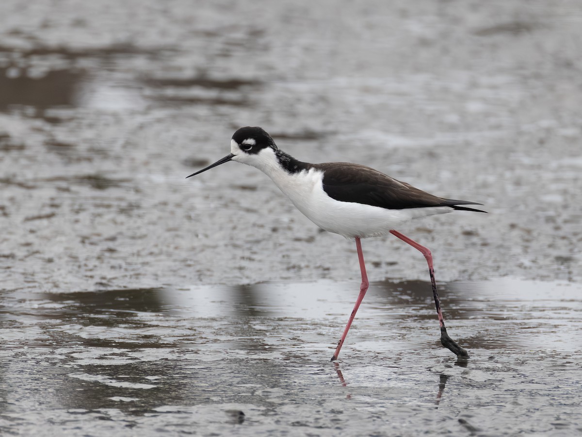 Black-necked Stilt - ML646621605