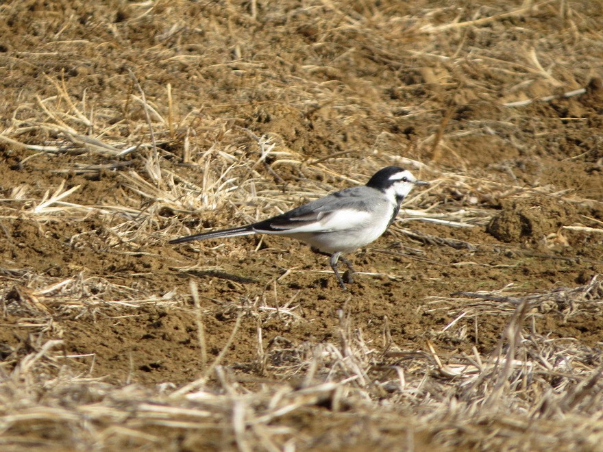 白鶺鴒 - ML646621606