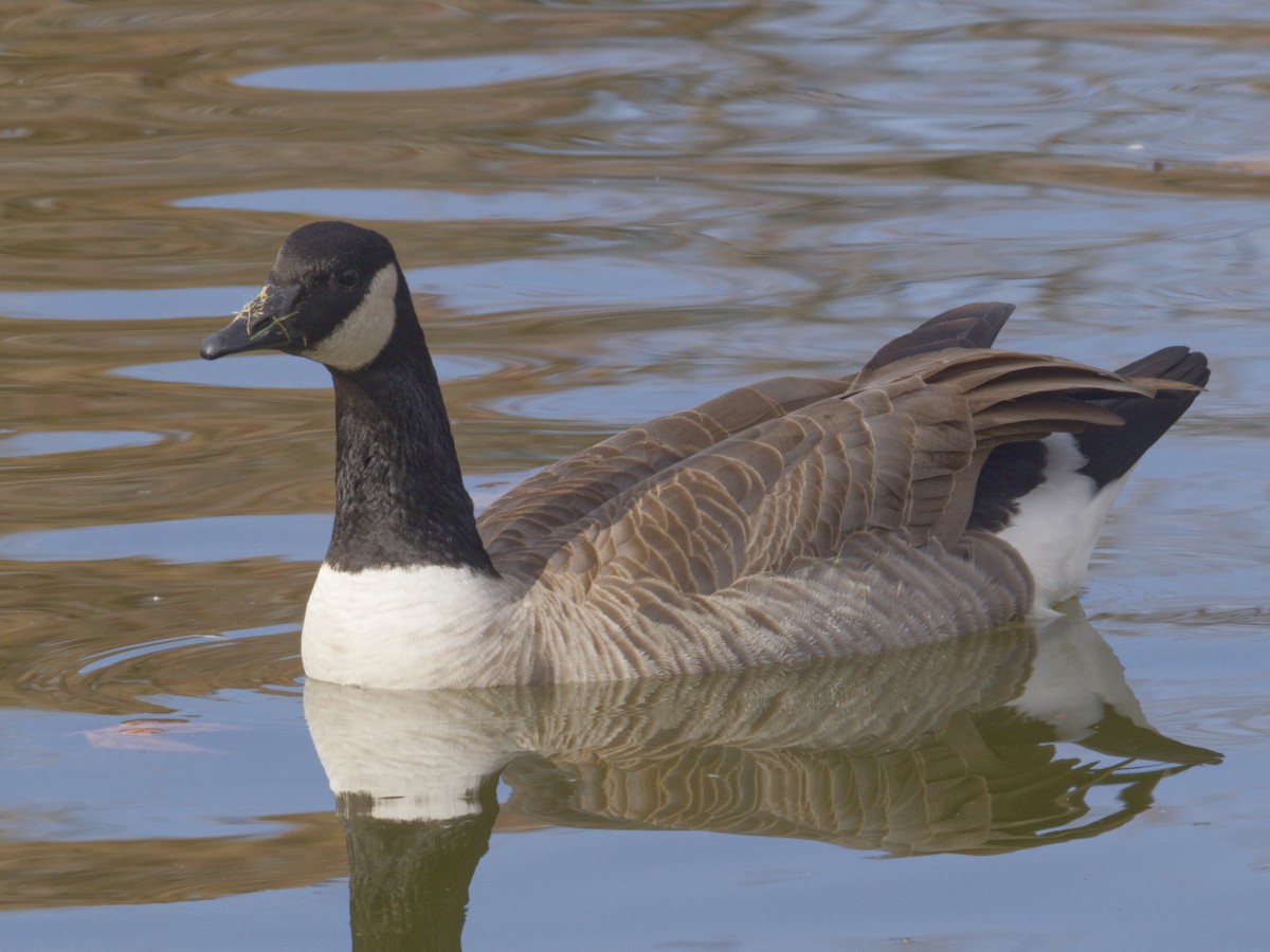 Barnacla Canadiense Grande - ML646621607