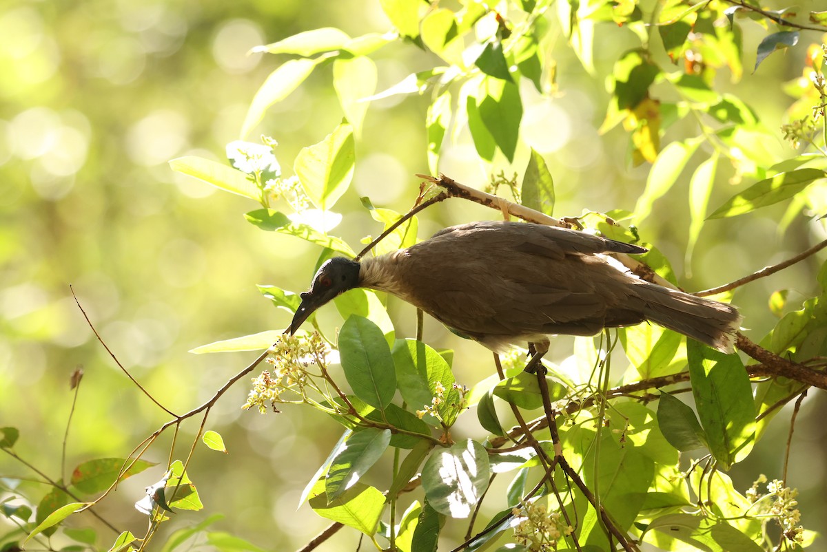 Filemón Chillón - ML646621608