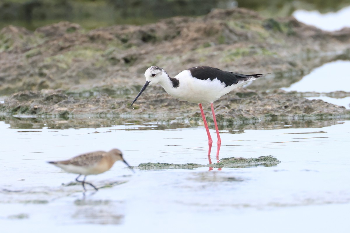 高蹺鴴 - ML646621609