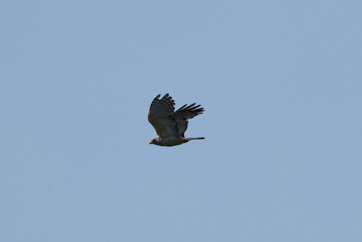 Baza Australiano - ML646621610