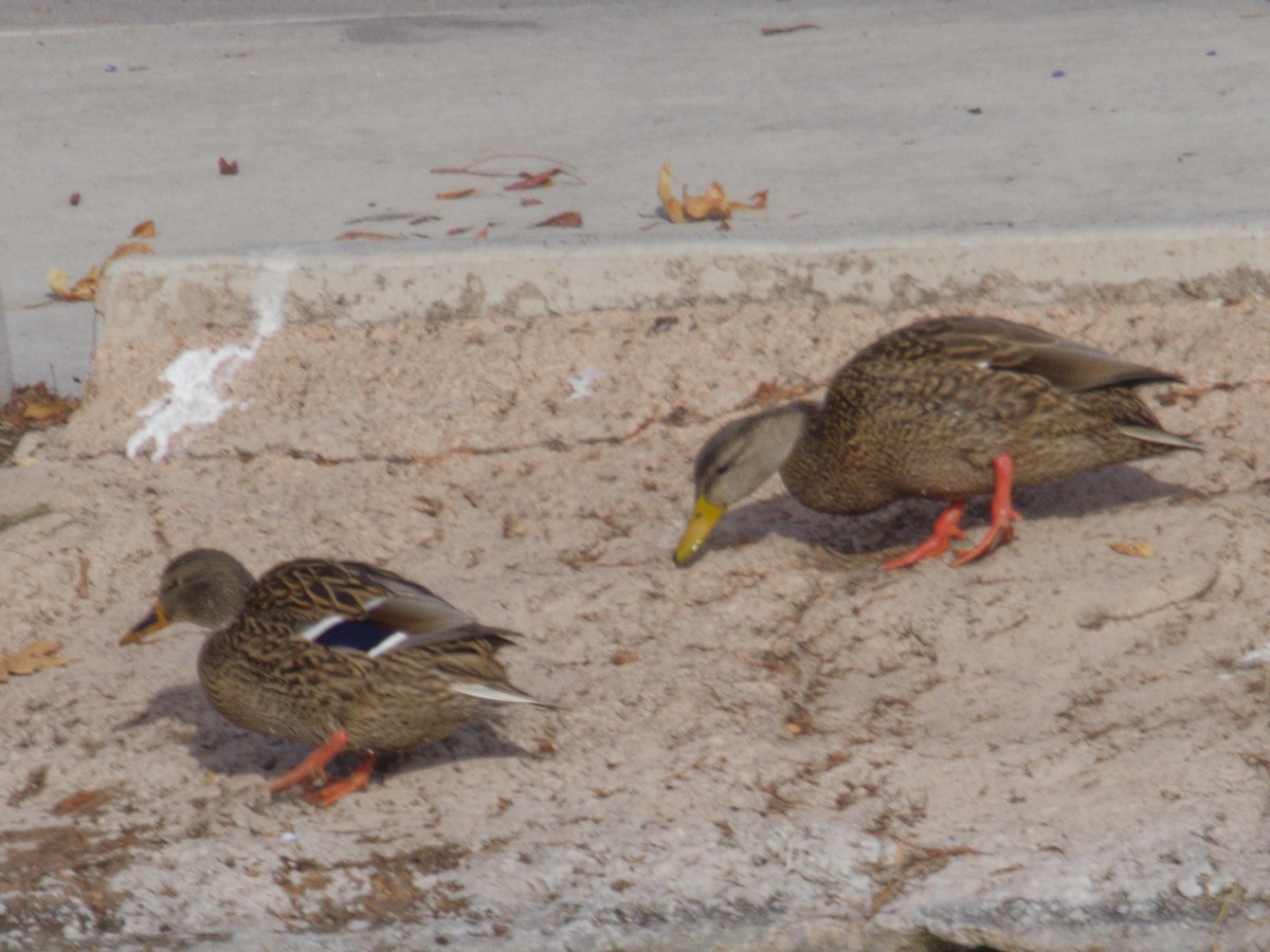 Ánade Mexicano - ML646621611