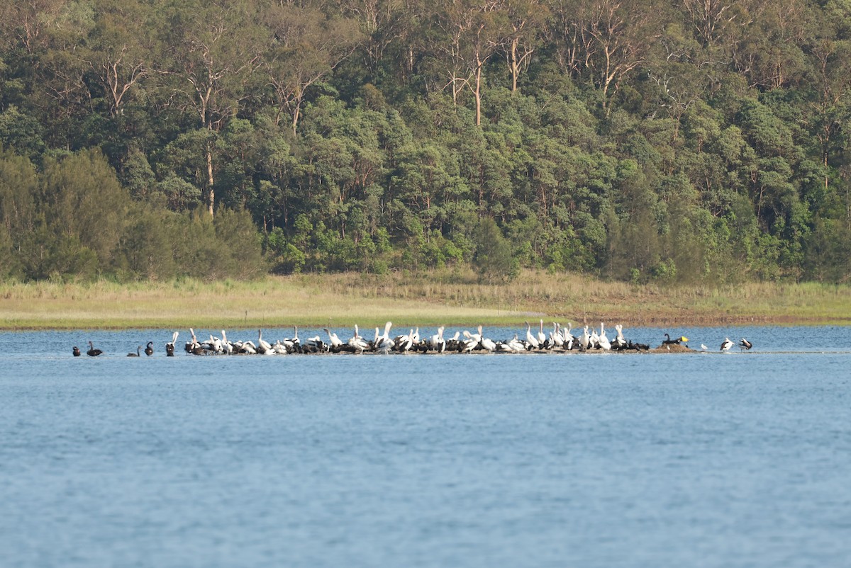 Pelícano Australiano - ML646621612