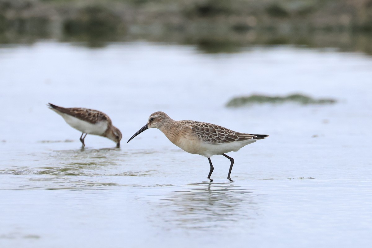 彎嘴濱鷸 - ML646621613