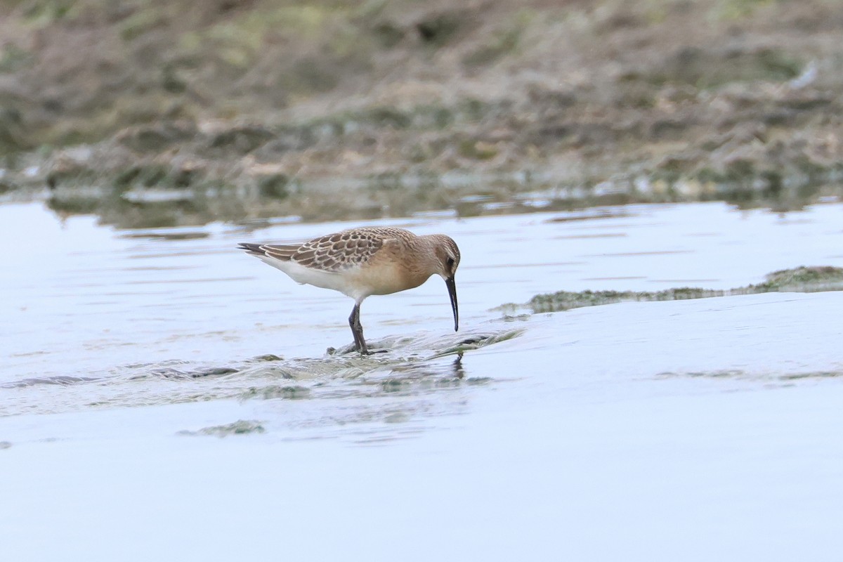 彎嘴濱鷸 - ML646621614
