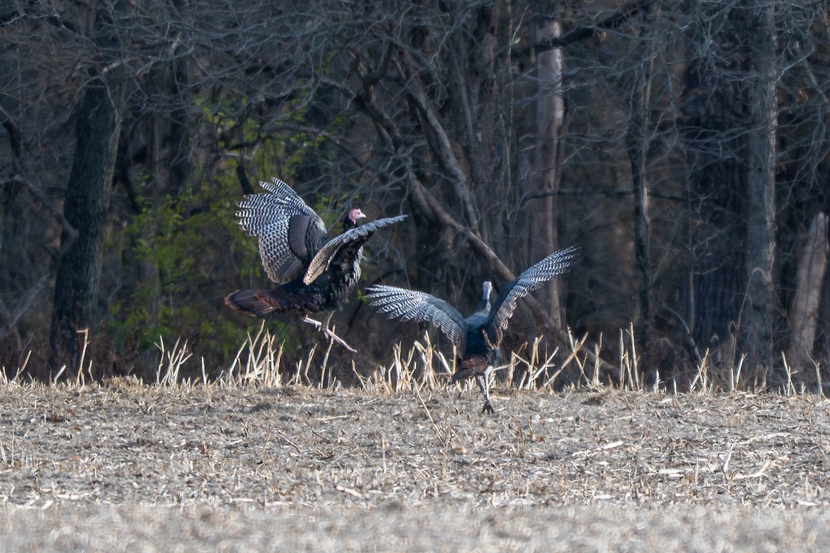 シチメンチョウ - ML646621615