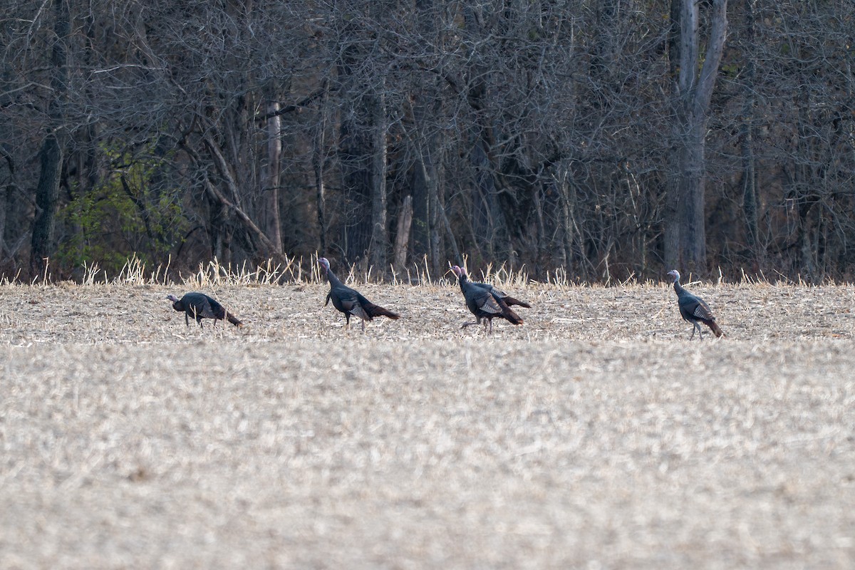 シチメンチョウ - ML646621616