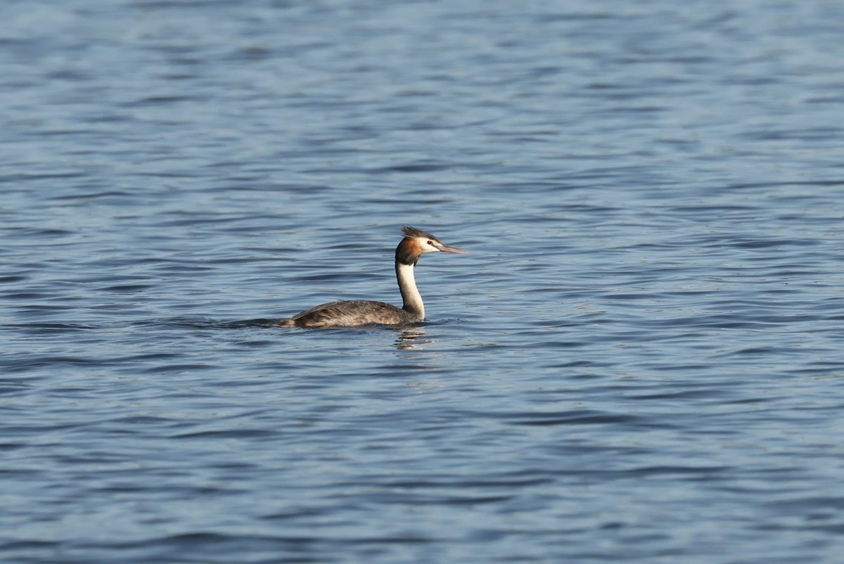 Somormujo Lavanco - ML646621617