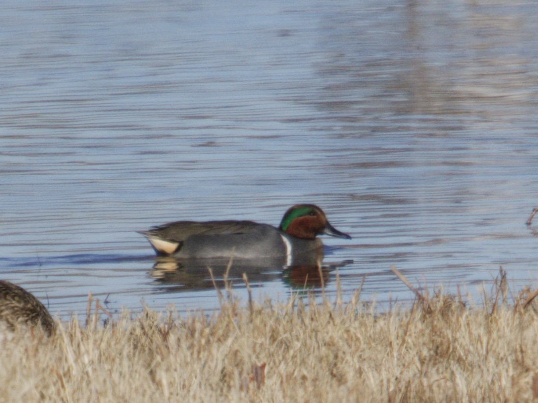 Cerceta Común - ML646621620