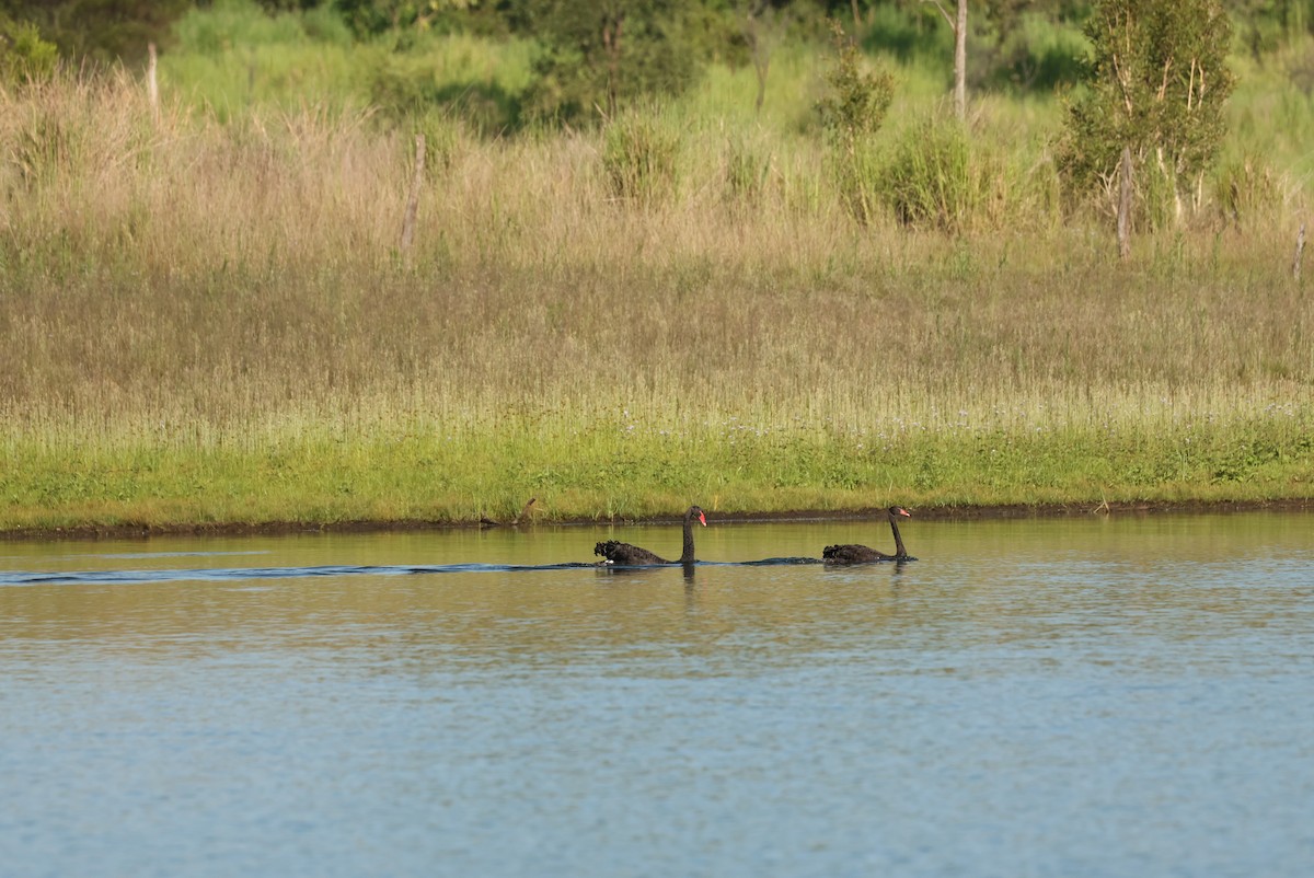 Cisne Negro - ML646621621