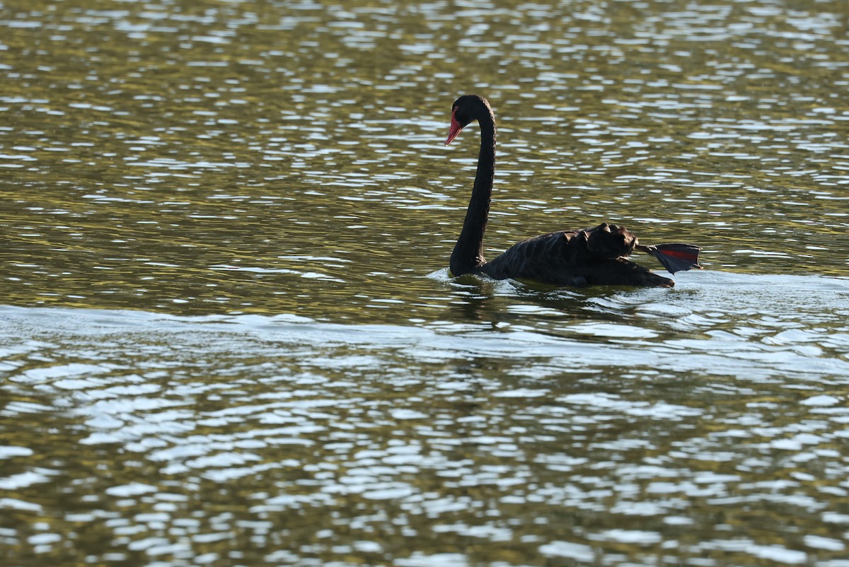 Cisne Negro - ML646621622