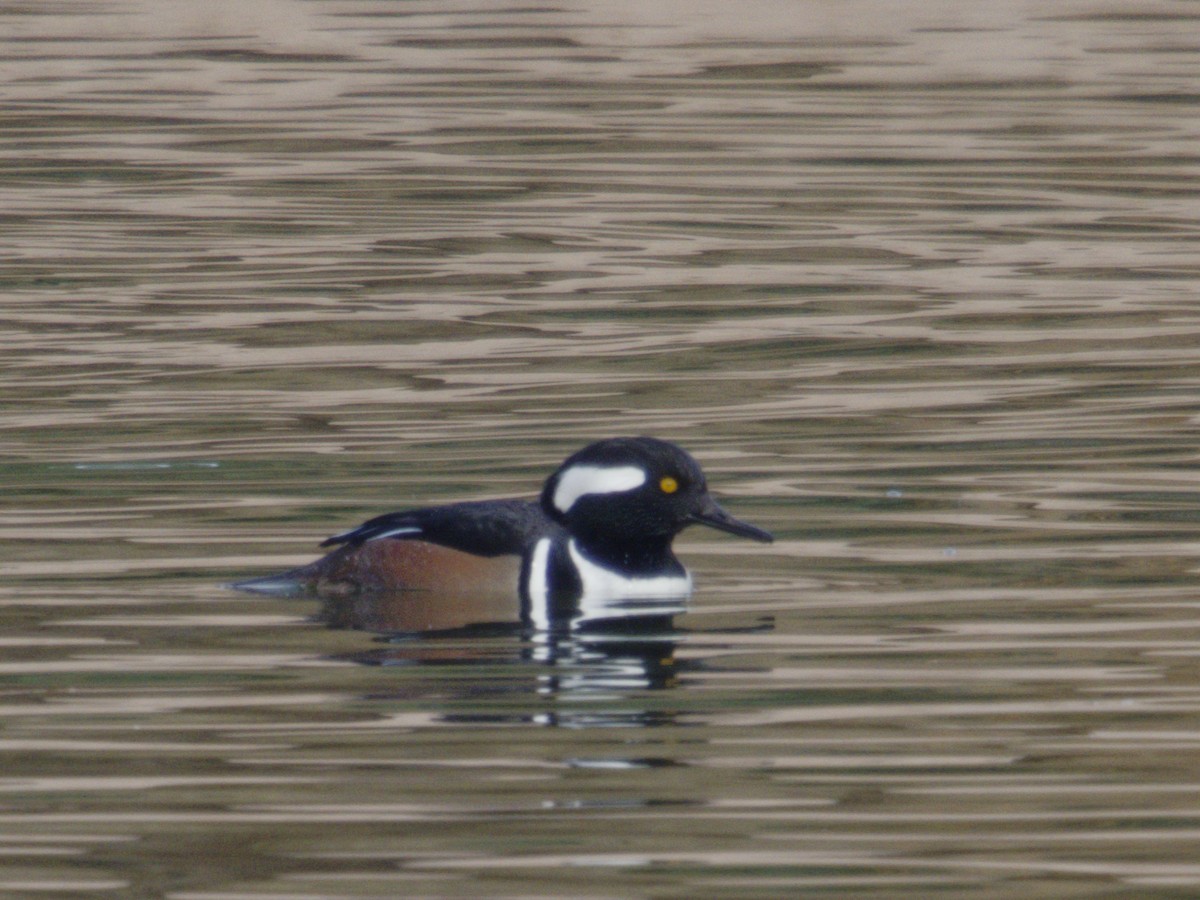 Serreta Capuchona - ML646621624