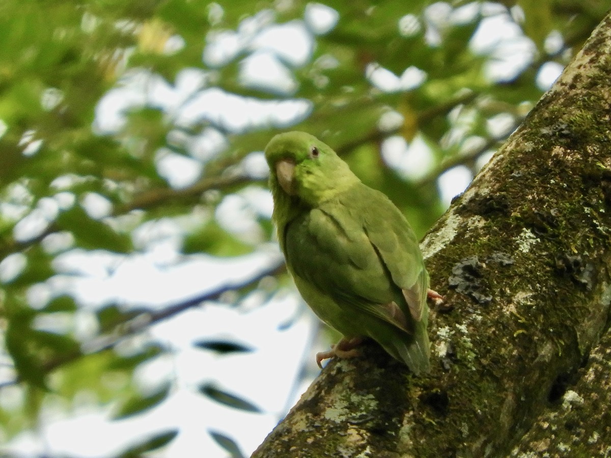 Spectacled Parrotlet - ML646621625