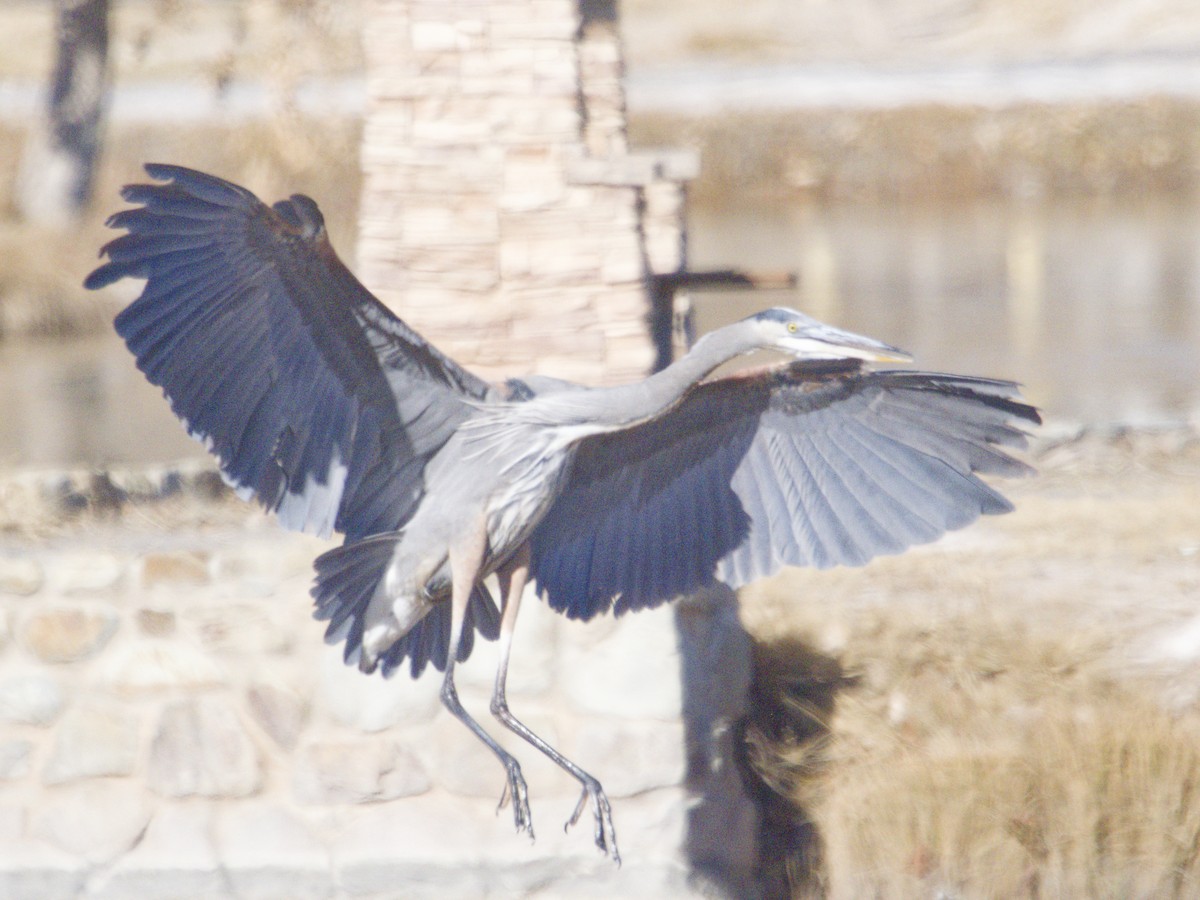 Garza Azulada - ML646621626