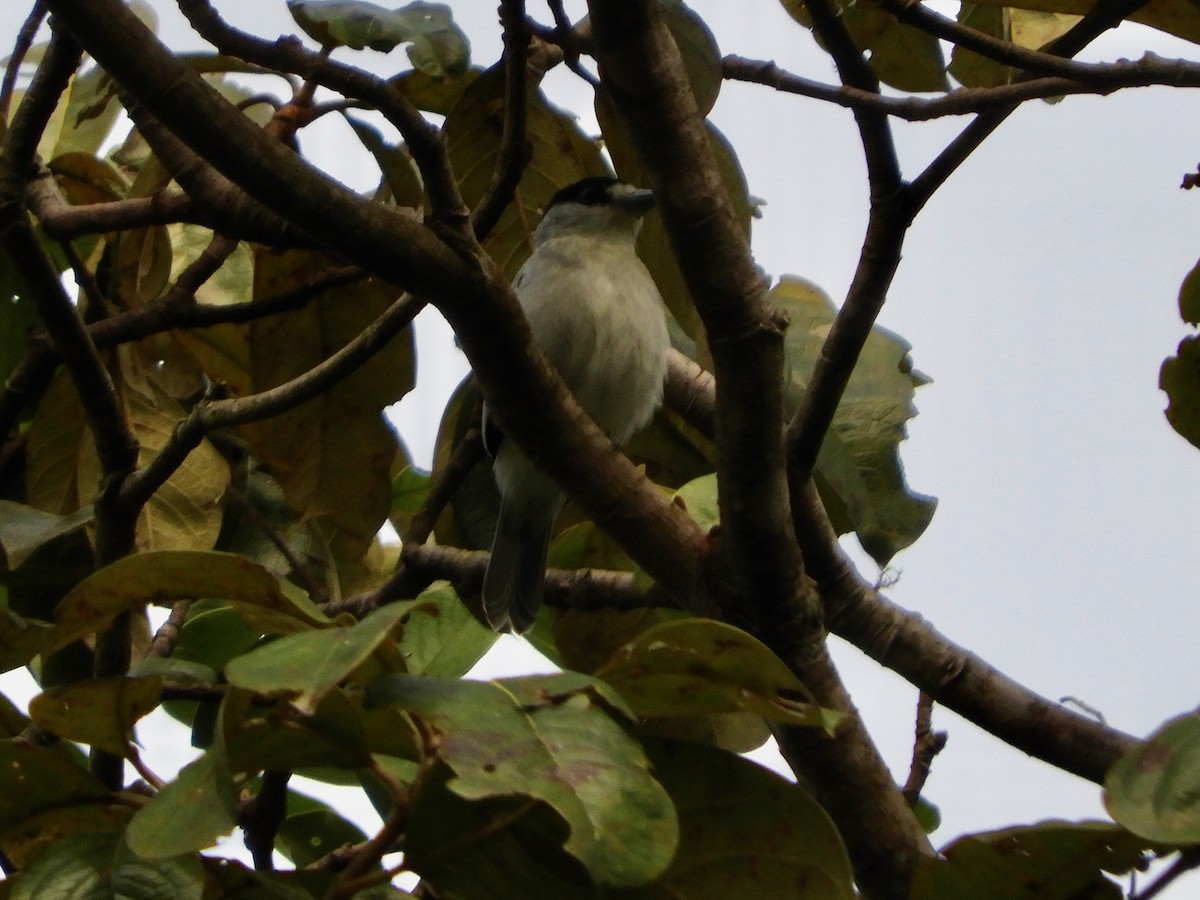 Cinereous Becard - ML646621628