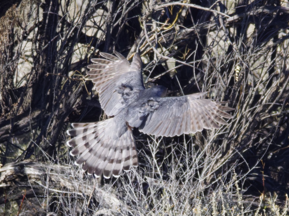 parulahauk - ML646621629