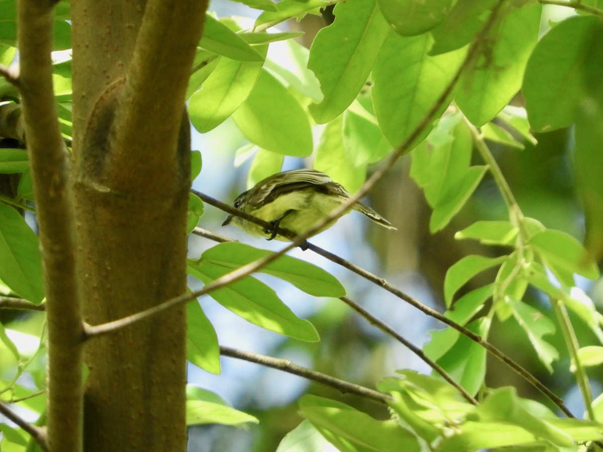 Sooty-headed Tyrannulet (caucae) - ML646621633