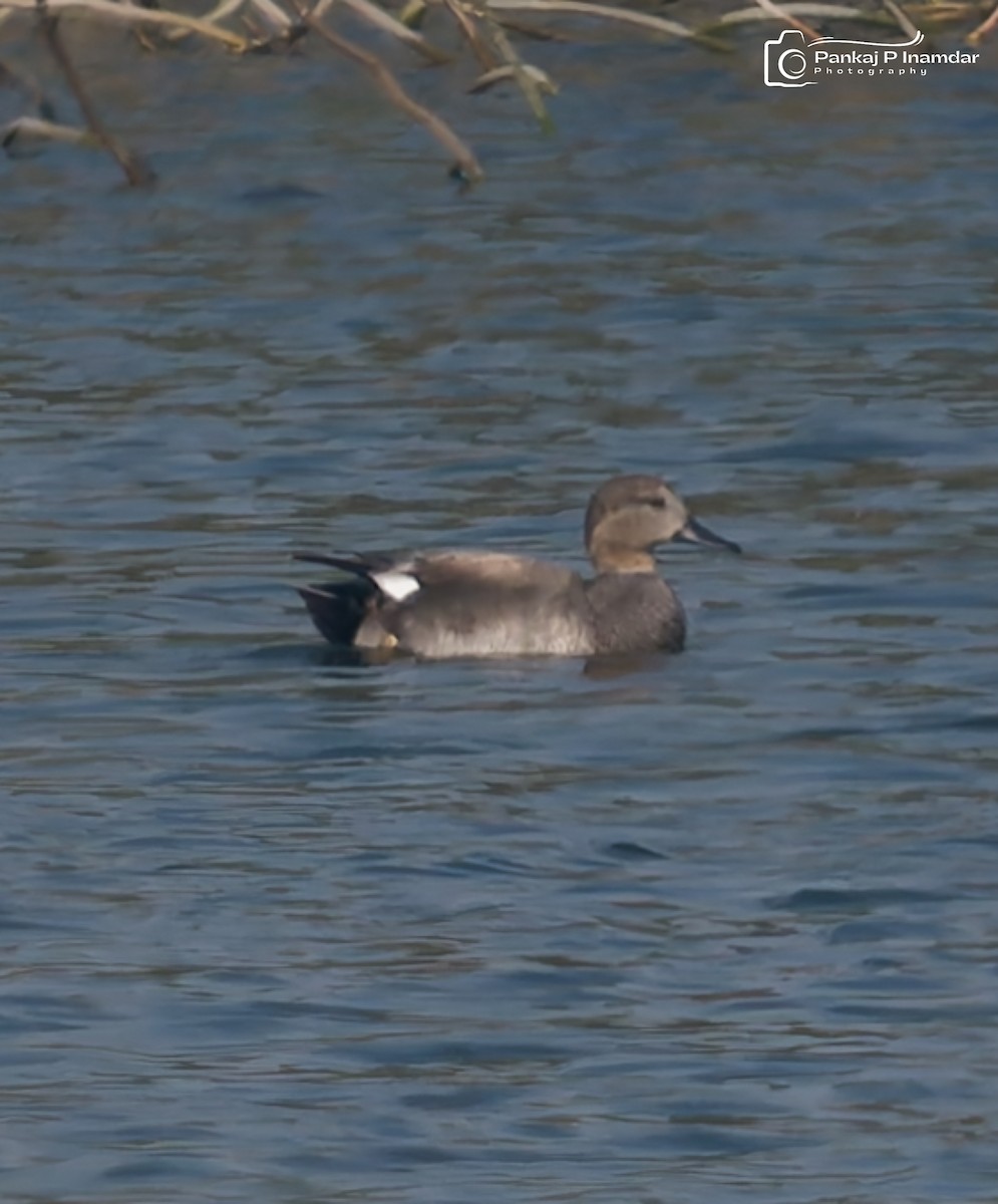 Gadwall - ML646621635
