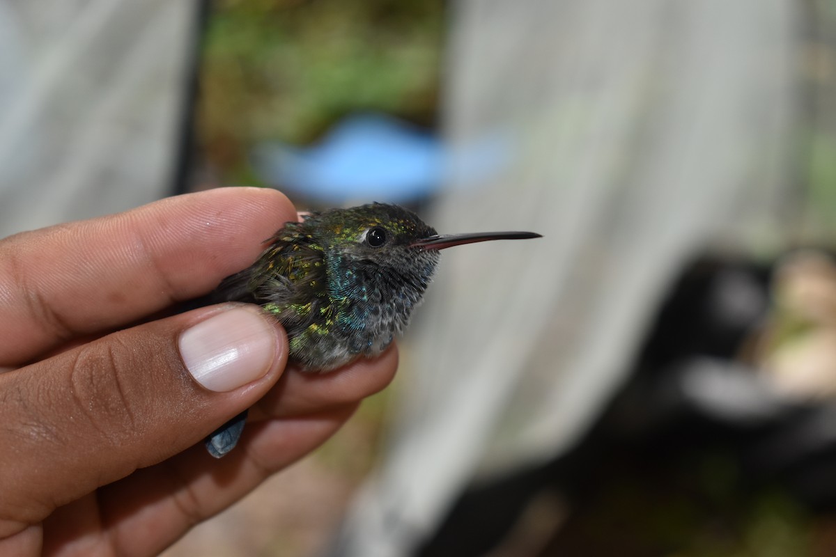 Sapphire-spangled Emerald (Spot-vented) - ML646621636