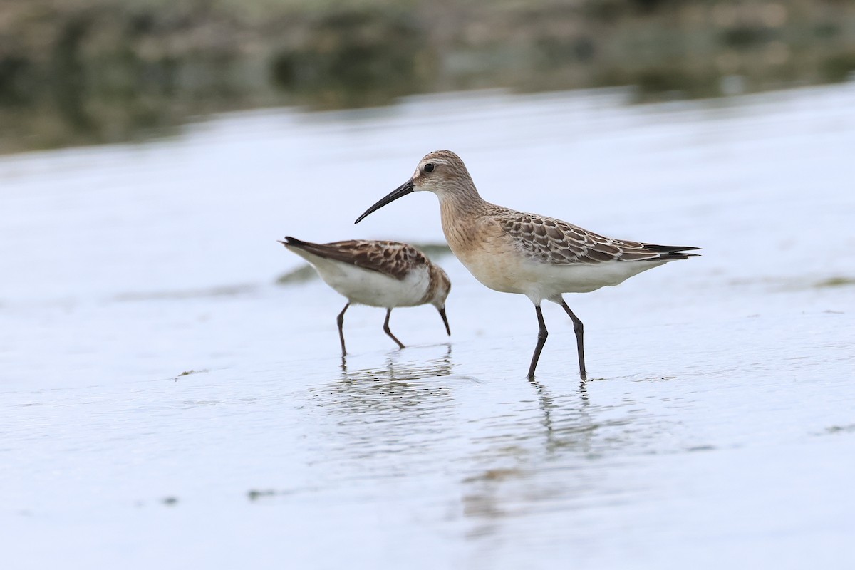 彎嘴濱鷸 - ML646621637