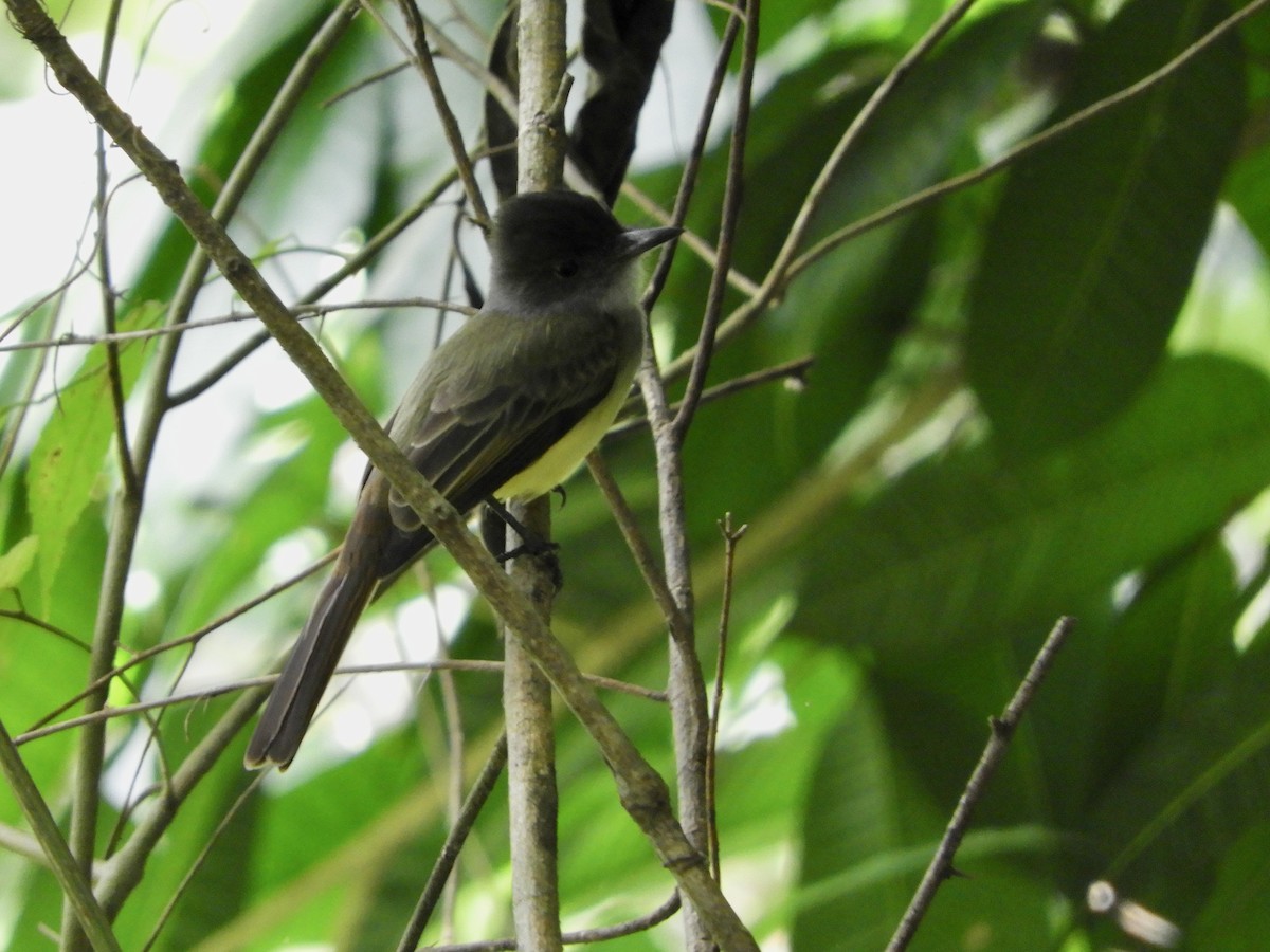Dusky-capped Flycatcher - ML646621638