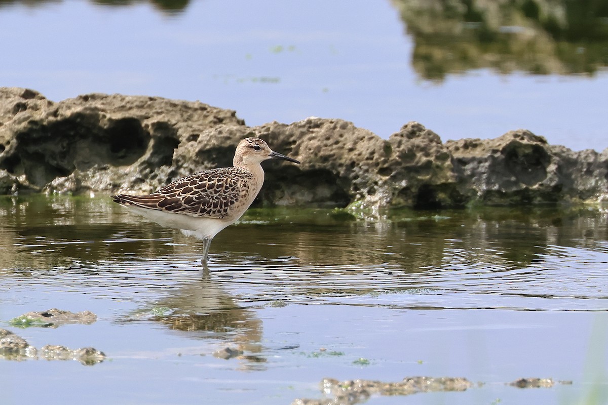 流蘇鷸 - ML646621640