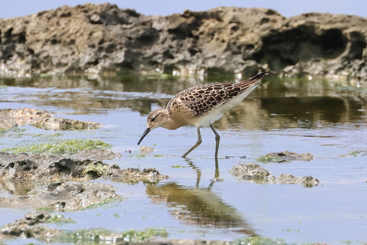流蘇鷸 - ML646621641